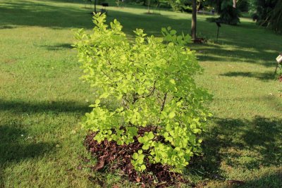 Cotinus coggygria 'Golden spirit'- ruj vlasatá - jarní habitus